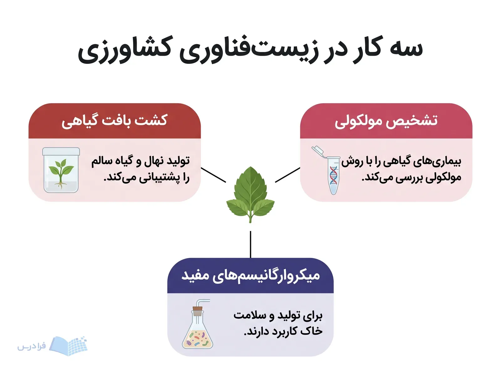 نمونه برگ گیاه در مرکز و سه حوزه کشت بافت، تشخیص مولکولی و میکروارگانیسم‌های مفید پیرامون آن.
