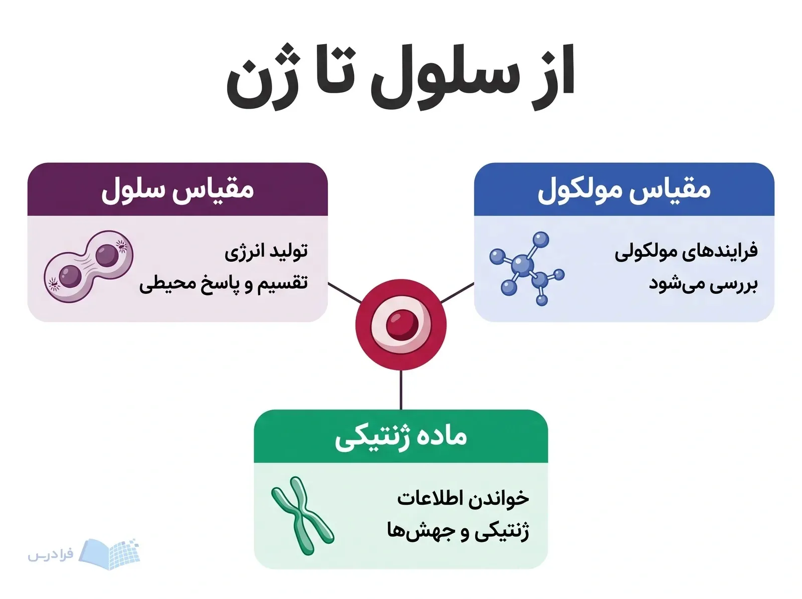 سلول مرکزی با سه بخش مقیاس سلول، مقیاس مولکول و ماده ژنتیکی.