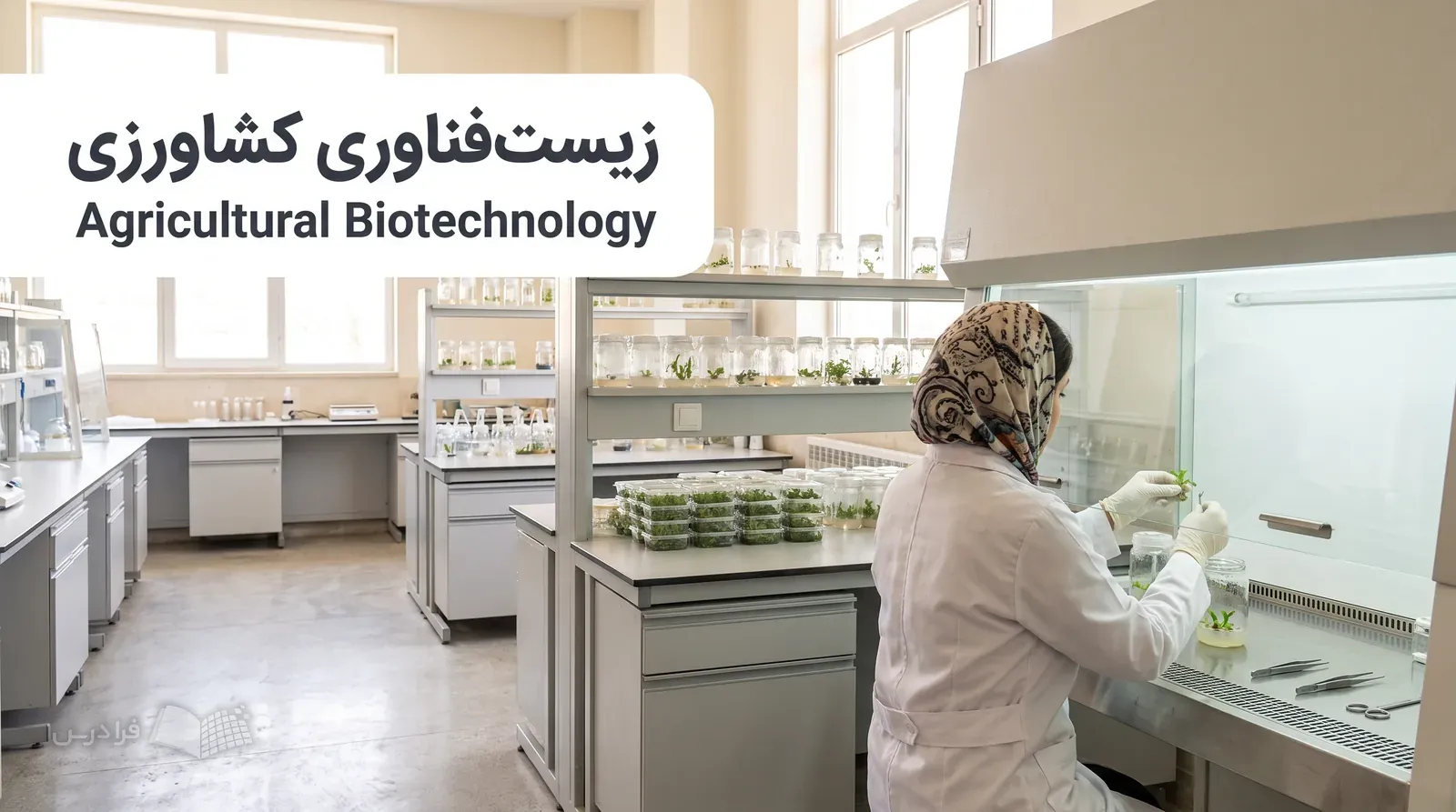 آزمایشگاه کشت بافت گیاهی با انتقال نمونه استریل به ظرف کشت توسط پژوهشگر.