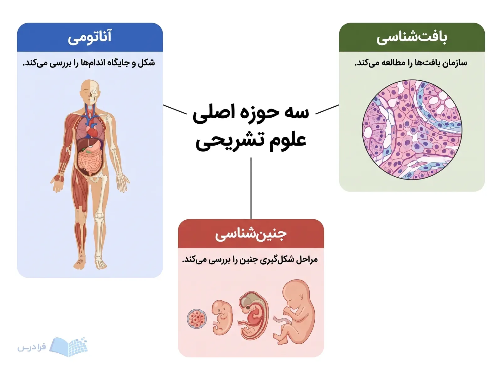 نقشهای از آناتومی، بافتشناسی و جنینشناسی با سه ابزار آموزشی متفاوت.