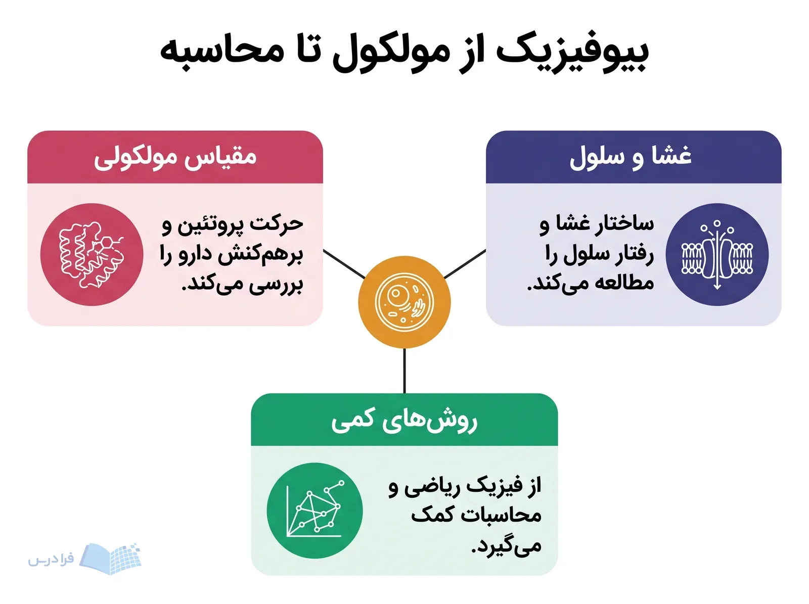 نمونه سلولی مرکزی با سه بخش درباره پروتئین غشا و روش‌های کمی.