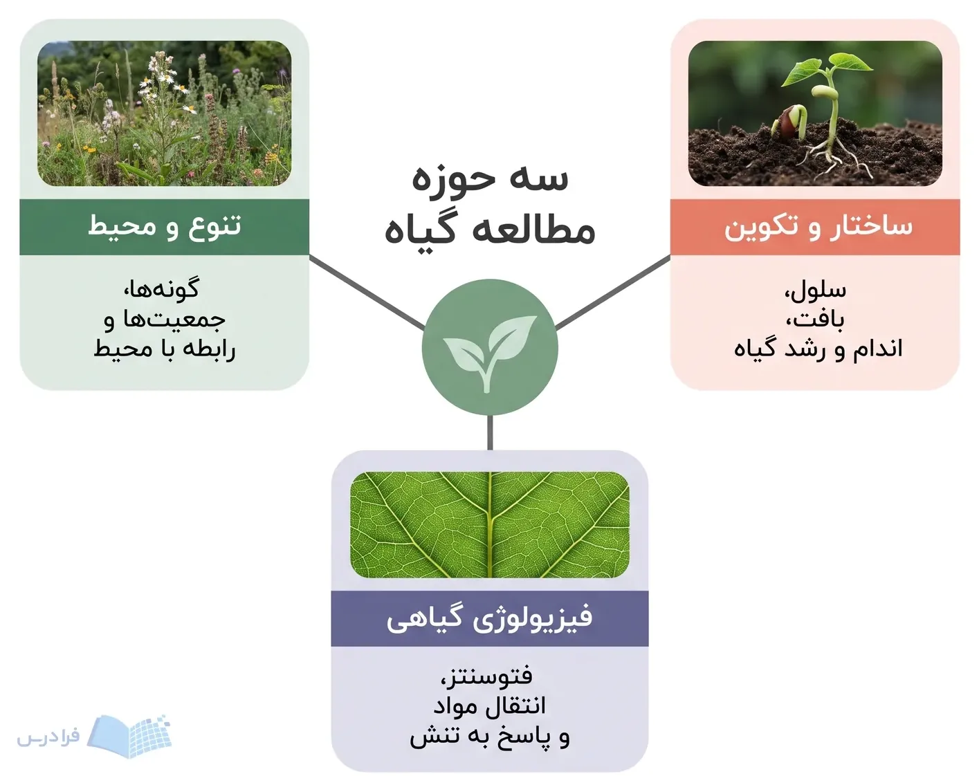 نمودار سه حوزه ساختار و تکوین، فیزیولوژی گیاهی و تنوع و محیط در زیستشناسی گیاهی.