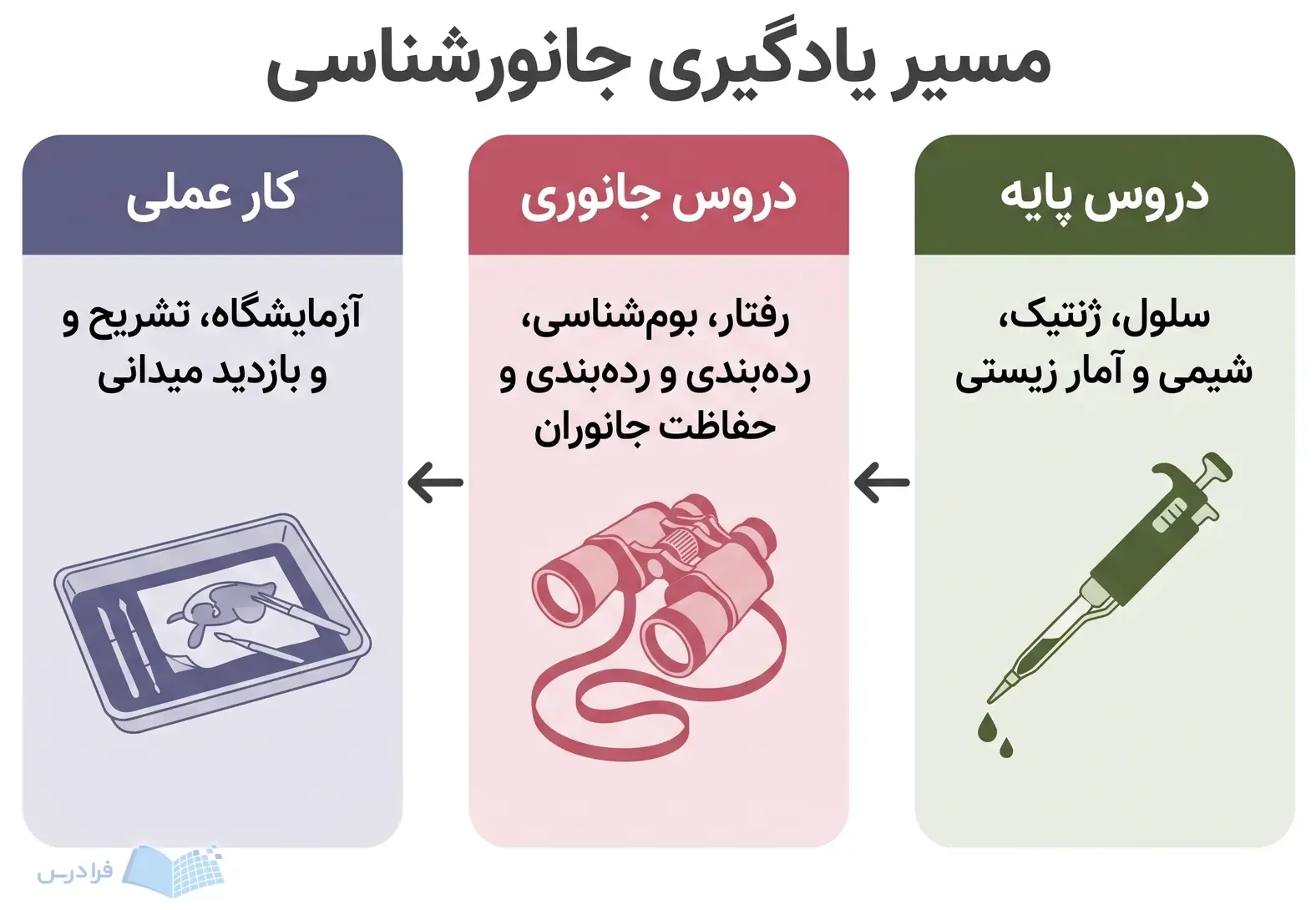 مسیر سه‌مرحله‌ای دروس پایه، دروس جانوری و کار عملی در زیست‌شناسی جانوری.