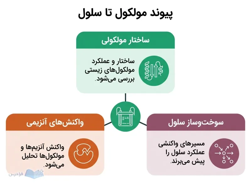 نمودار بیوشیمی با سه بخش ساختار مولکولی، واکنش‌های آنزیمی و سوخت‌وساز سلول
