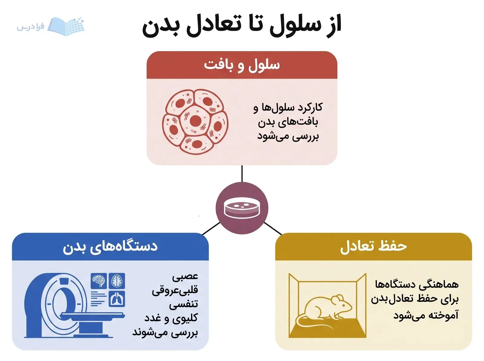 نمودار فیزیولوژی پزشکی با سه بخش سلول و بافت، دستگاه‌های بدن و حفظ تعادل.